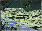 foto Lago di Levico